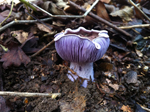 Wood Blewit, Lepista nuda